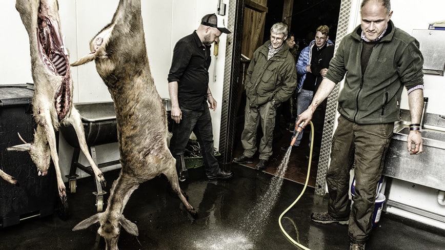 Wild-Jagd-Schloss-Gartow_7