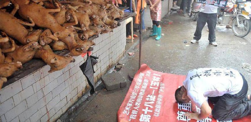 china-hunde-katzen-01-slider