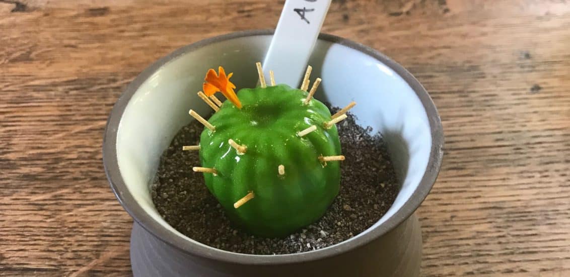 kaktus_Slider-1132x551