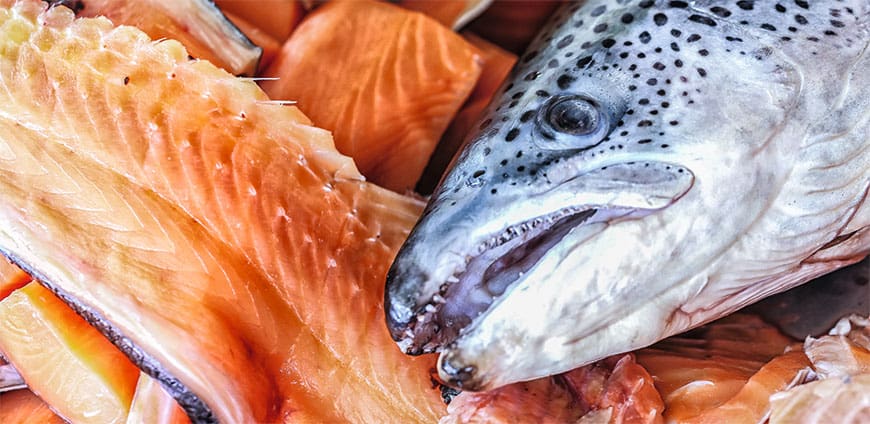 rp201-fisch-06-slider