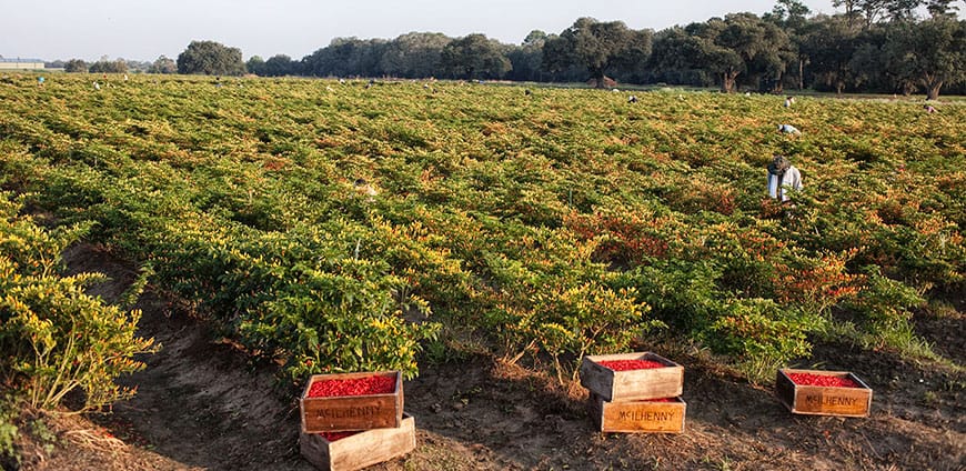 rp205-pr-tabasco-slider-5