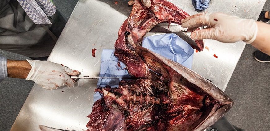 rp208-tuna-01-slider