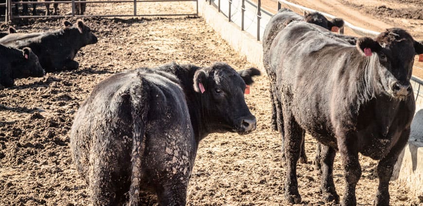 rp209-worldsbeststeak-slider6