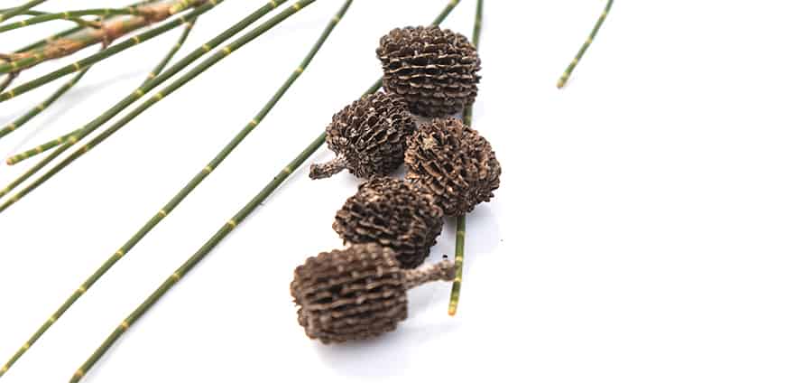 rp210-bonetto-01-slider