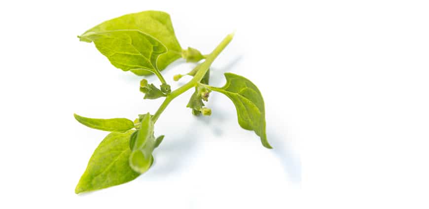 rp210-bonetto-08-slider