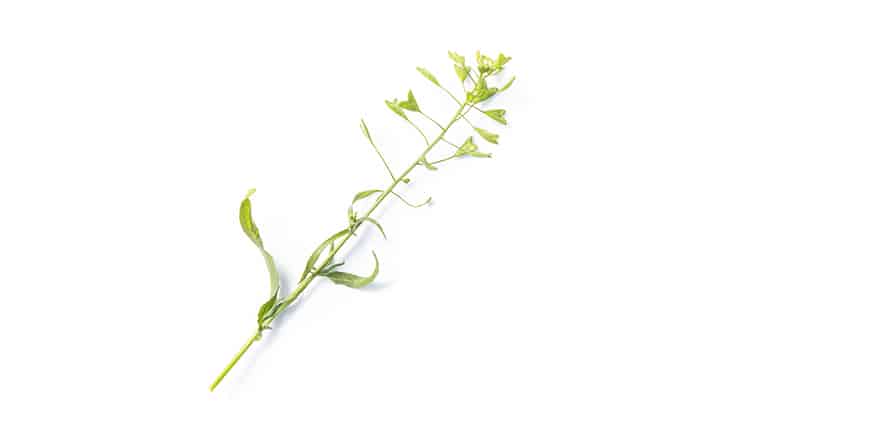 rp210-bonetto-09-slider