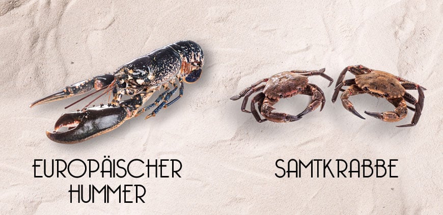 rp214-elhans-slider3