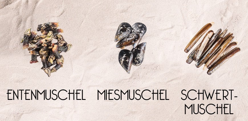 rp214-elhans-slider4