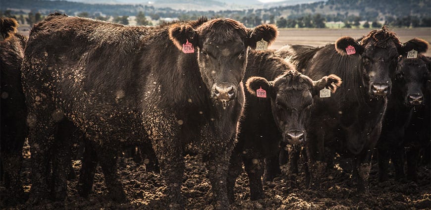 rp214-feedinglots-slider7