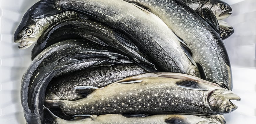 rp215-prkroeswang-slider-3