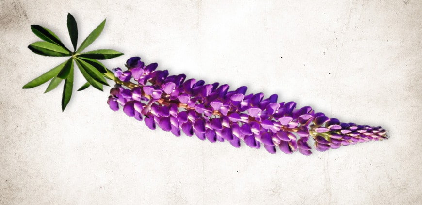 rp222_collagene_slider2