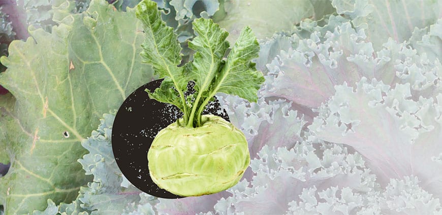 wintergemuese-12-slider