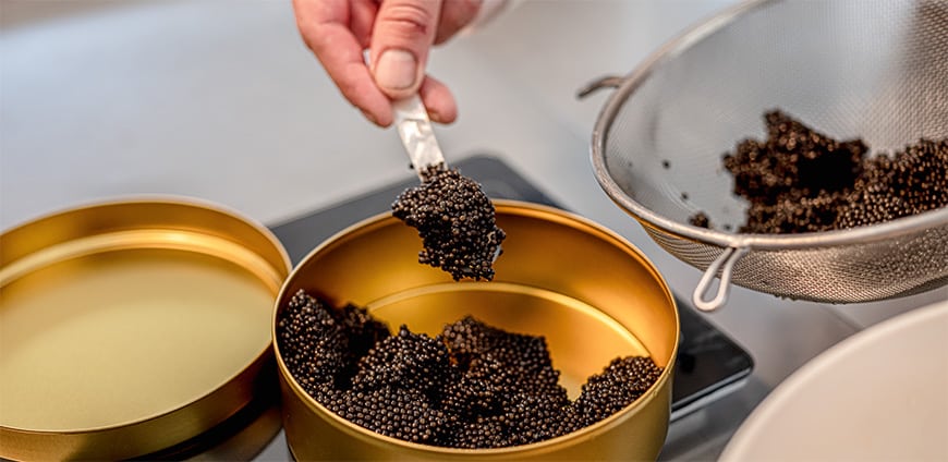 RP237-kaviar-slider10