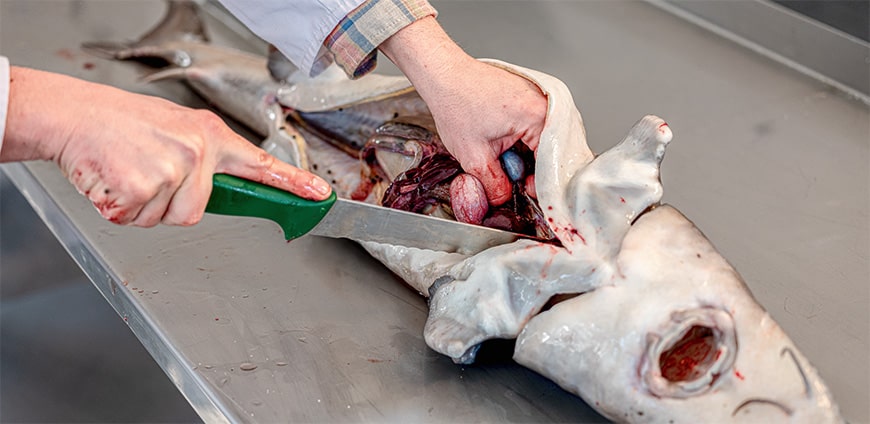 RP237-kaviar-slider8