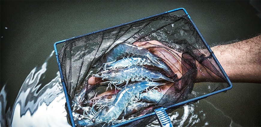 rp238_aquakulturen_slider4