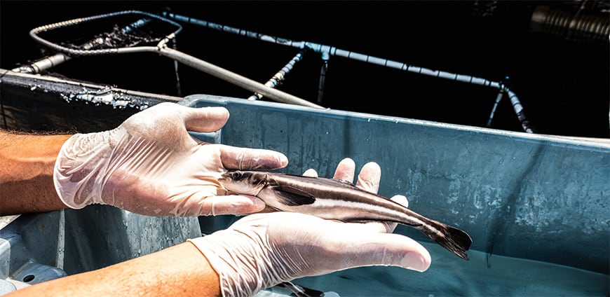 rp238_aquakulturen_slider8