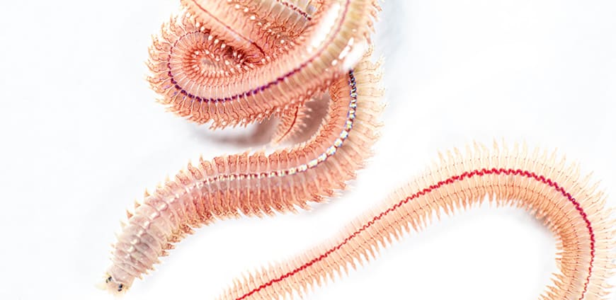 rp239_wuermer_slider