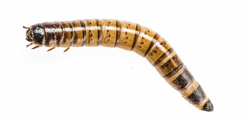 rp239_wuermer_slider6