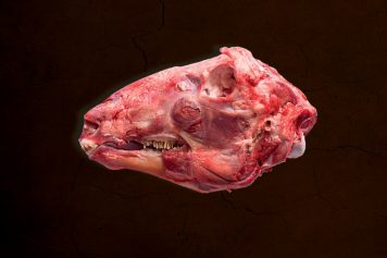 RP240-MD-Schaf-Ziege-Pferd-Esel-6-356x237