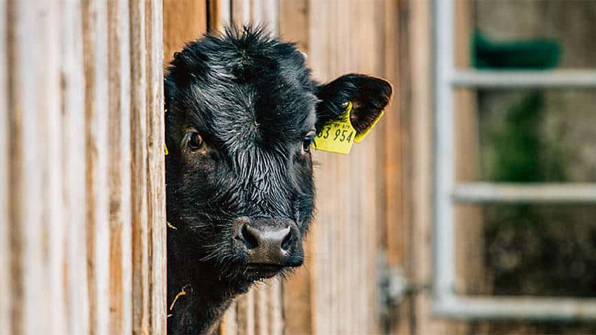 csm_rp235-rapa-de-gastronomiekonzept-slider1_7a87f6d49c