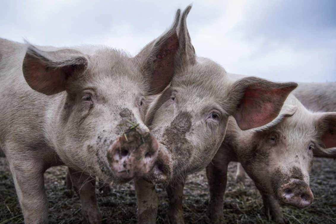 schweine-landwirtschaft-1132x755