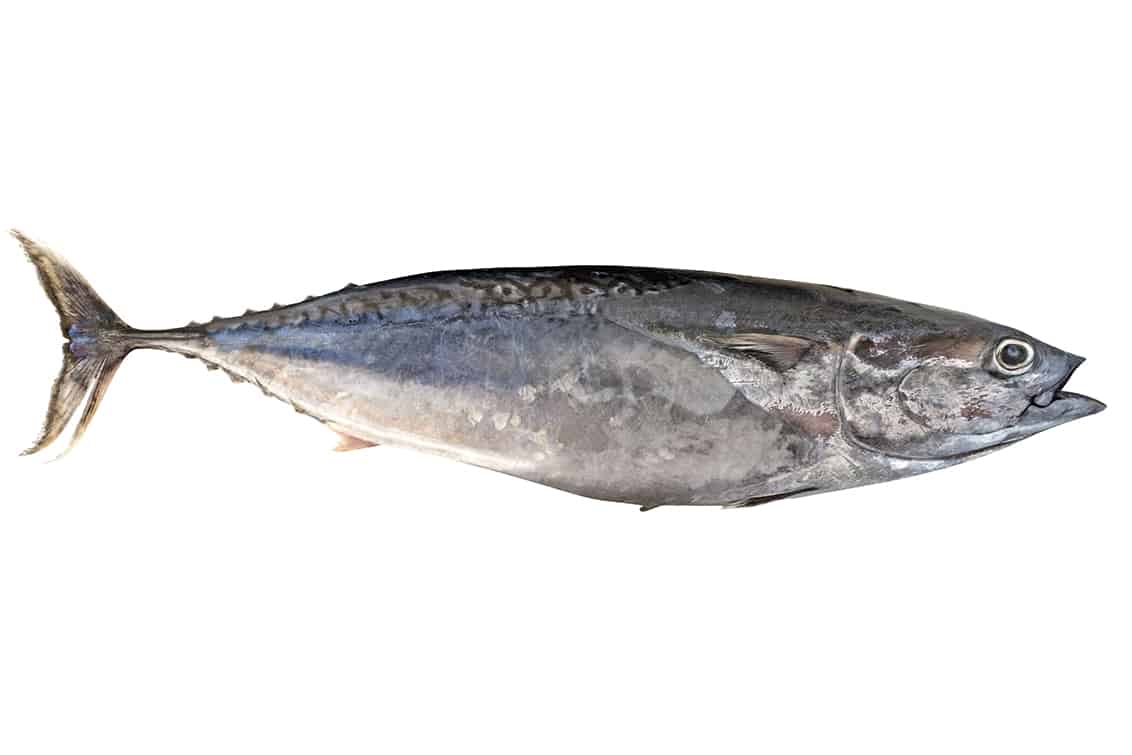 rp-262-fb-sardinen-13