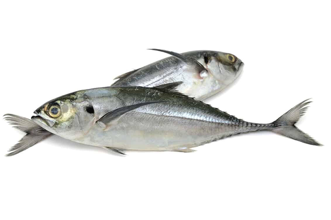 rp-262-fb-sardinen-14