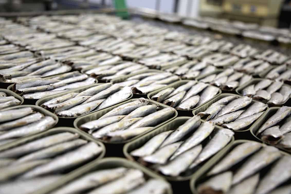 rp-262-fb-sardinen-3