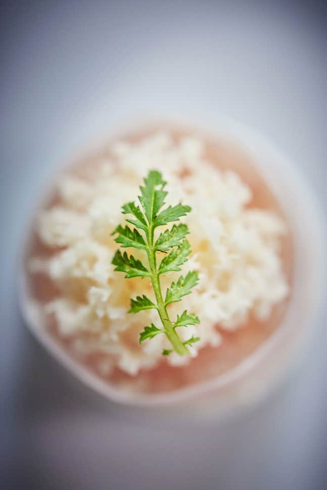 Alois_Dallmayr_Fine-Dining_Gericht_Forelle-mit-Meerrettich-und-Rettich_@David_Maupilé