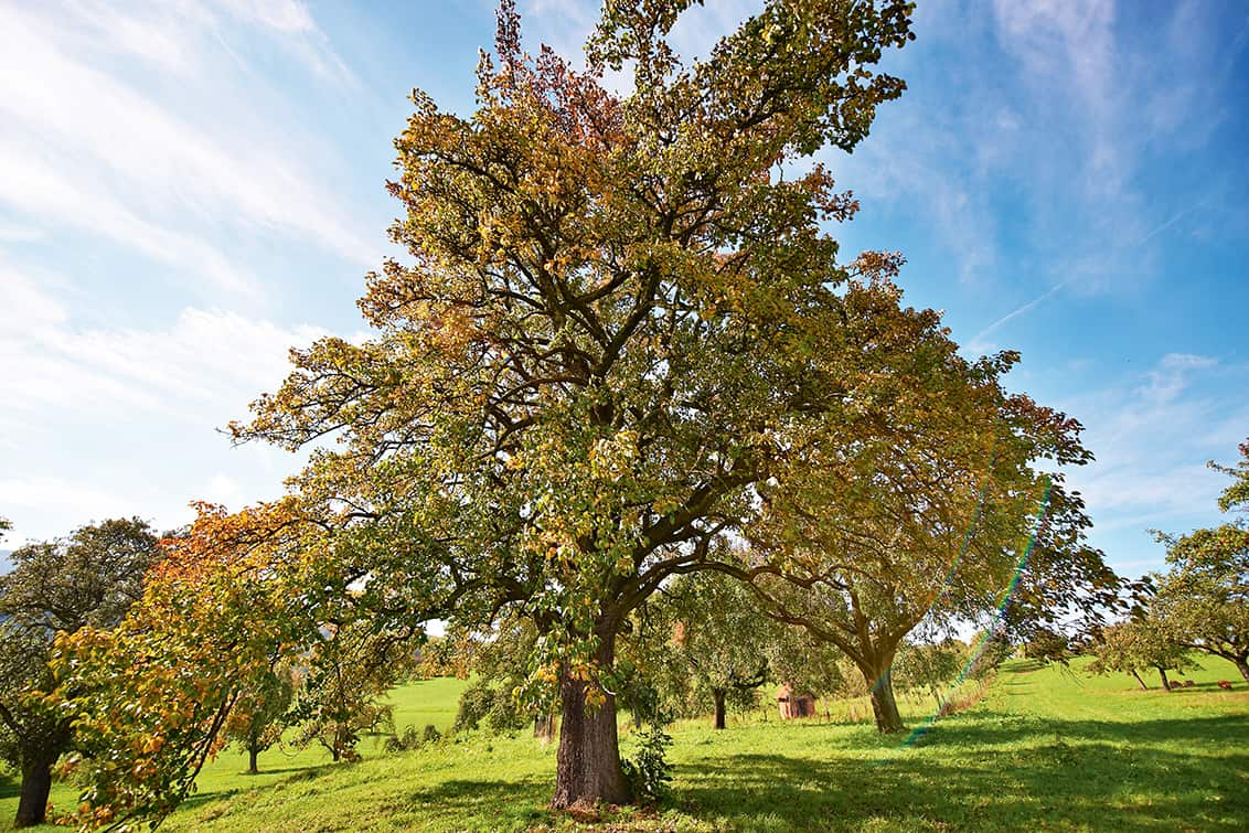 rp272-ET-Geiger-Manufaktur-2