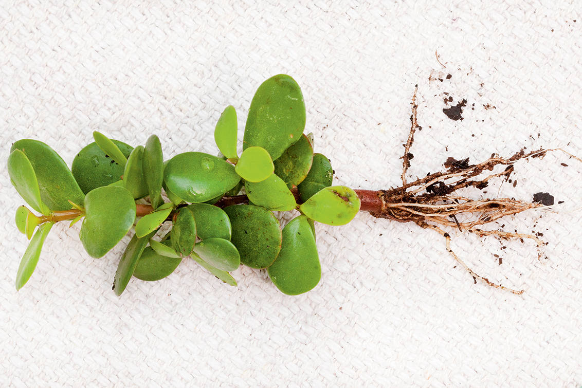 rp276-fr-bertus-basson-10