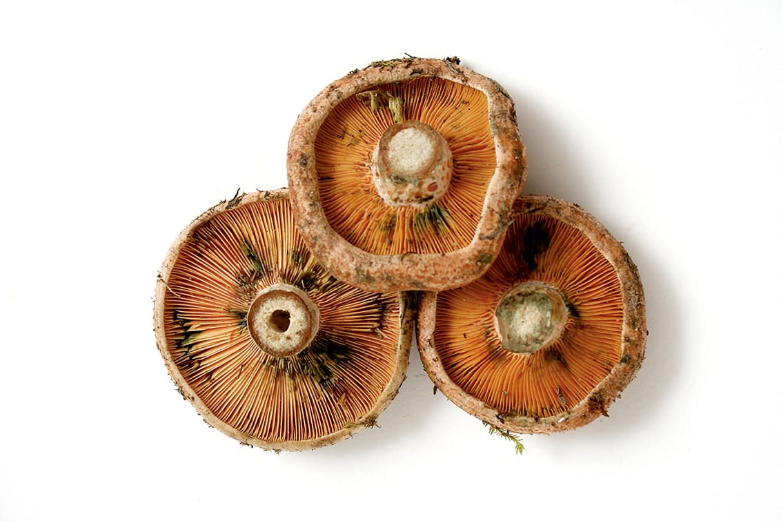 rp276-fr-bertus-basson-12