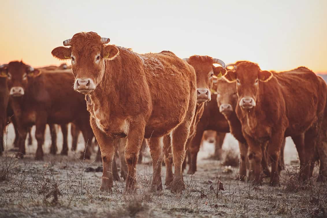 rp286-fb-chianinahof-3