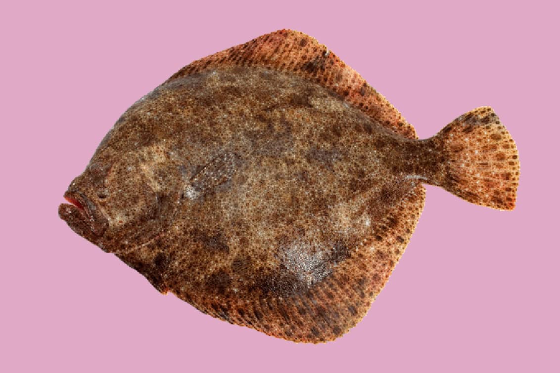 rp293-spst-junge-wilde-12