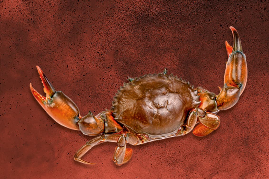 RP243-fb-crabs-10