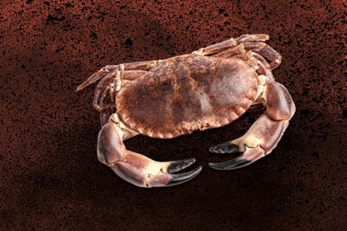 Was Krabben alles draufhaben und wie man sie zubereitet – Rolling Pin