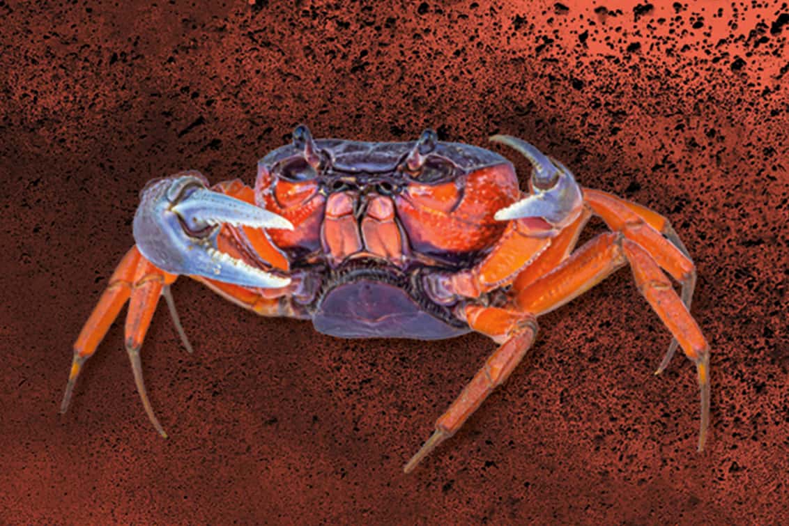 RP243-fb-crabs-6
