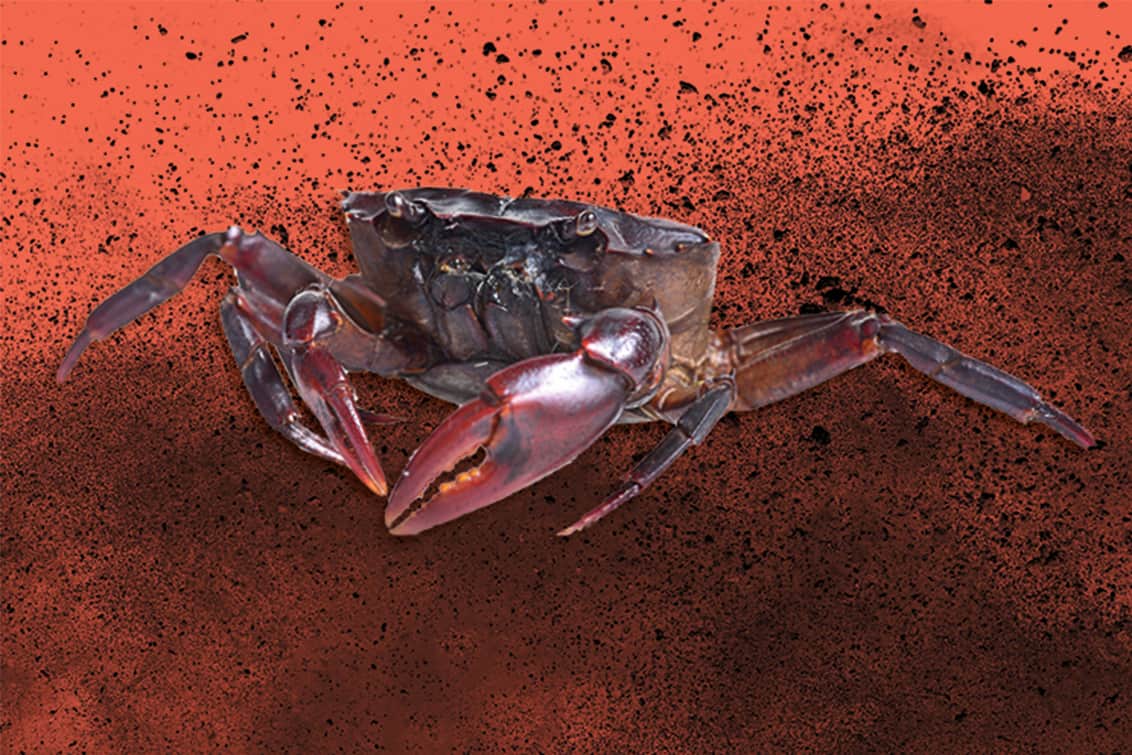 RP243-fb-crabs-9