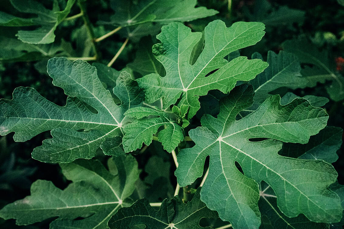 rp291-spst-non-alk-drinks-4